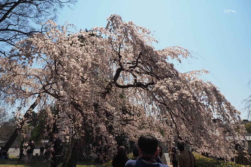 【京都賞櫻】賞櫻景點推薦:京都御苑,京都後花園,枝垂櫻美景!