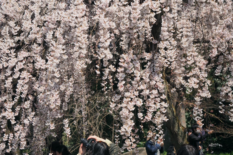 【京都賞櫻】賞櫻景點推薦:京都御苑,京都後花園,枝垂櫻美景!