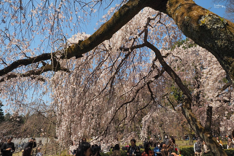 【京都賞櫻】賞櫻景點推薦:京都御苑,京都後花園,枝垂櫻美景!