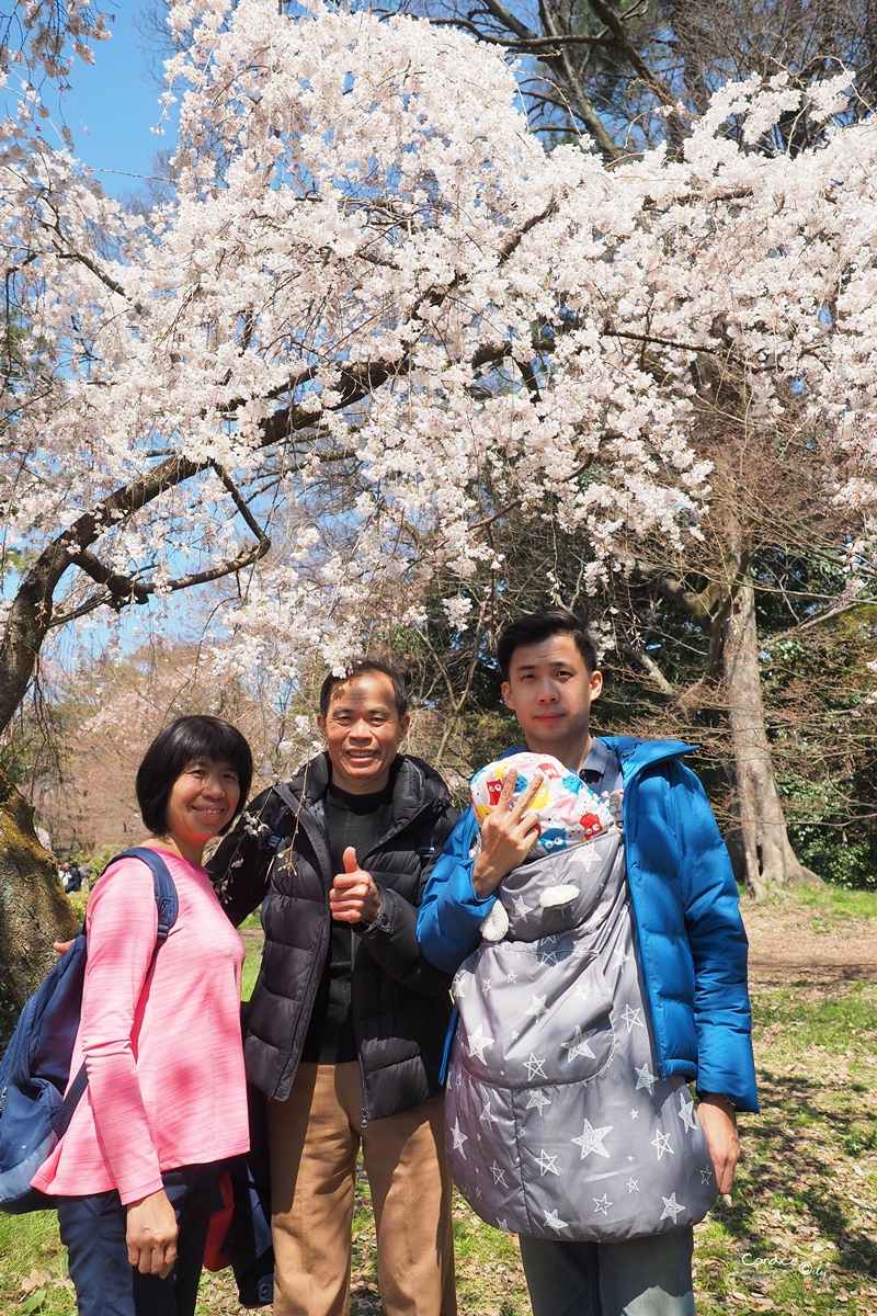 【京都賞櫻】賞櫻景點推薦:京都御苑,京都後花園,枝垂櫻美景!