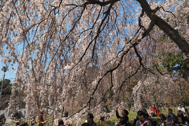 【京都賞櫻】賞櫻景點推薦:京都御苑,京都後花園,枝垂櫻美景!