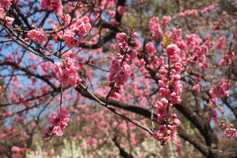 【京都賞櫻】賞櫻景點推薦:京都御苑,京都後花園,枝垂櫻美景!