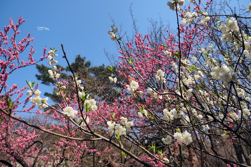 【京都賞櫻】賞櫻景點推薦:京都御苑,京都後花園,枝垂櫻美景!