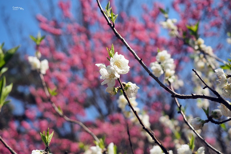 【京都賞櫻】賞櫻景點推薦:京都御苑,京都後花園,枝垂櫻美景!