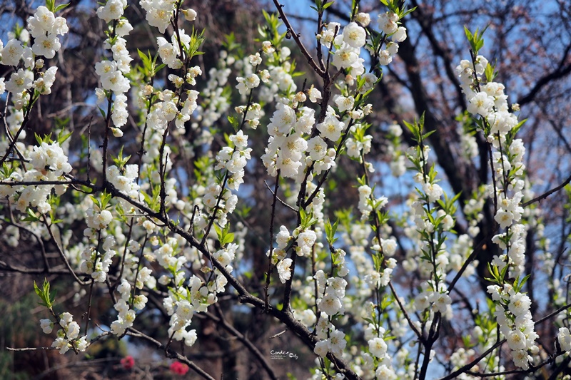 【京都賞櫻】賞櫻景點推薦:京都御苑,京都後花園,枝垂櫻美景!