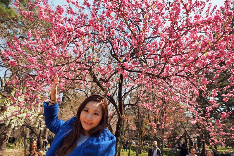 【京都賞櫻】賞櫻景點推薦:京都御苑,京都後花園,枝垂櫻美景!