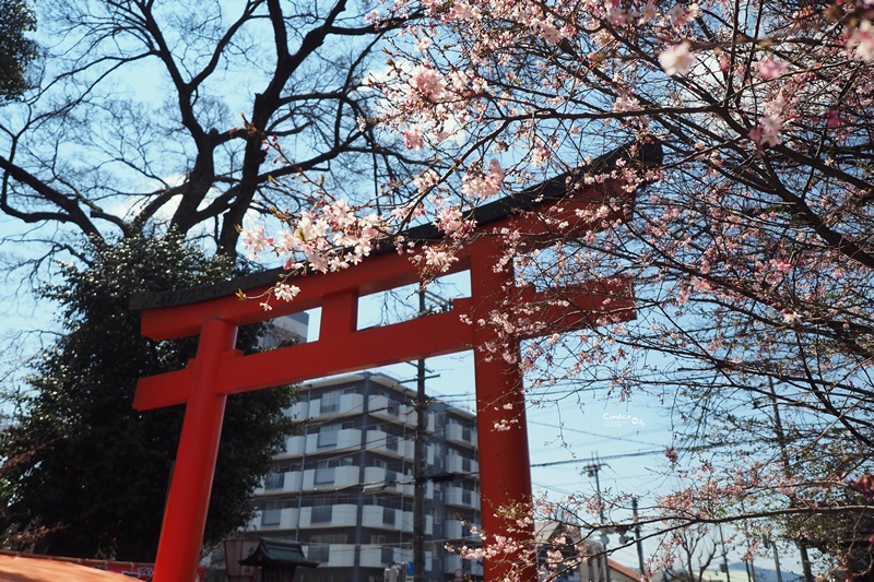 【京都賞櫻】賞櫻景點推薦:平野神社,賞櫻勝地,夜櫻很有名!