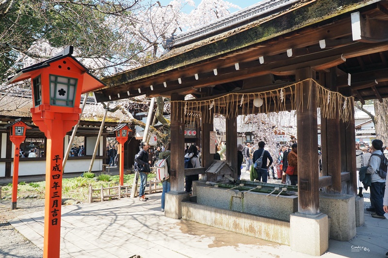 【京都賞櫻】賞櫻景點推薦:平野神社,賞櫻勝地,夜櫻很有名!