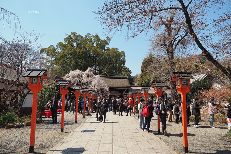 【京都賞櫻】賞櫻景點推薦:平野神社,賞櫻勝地,夜櫻很有名!