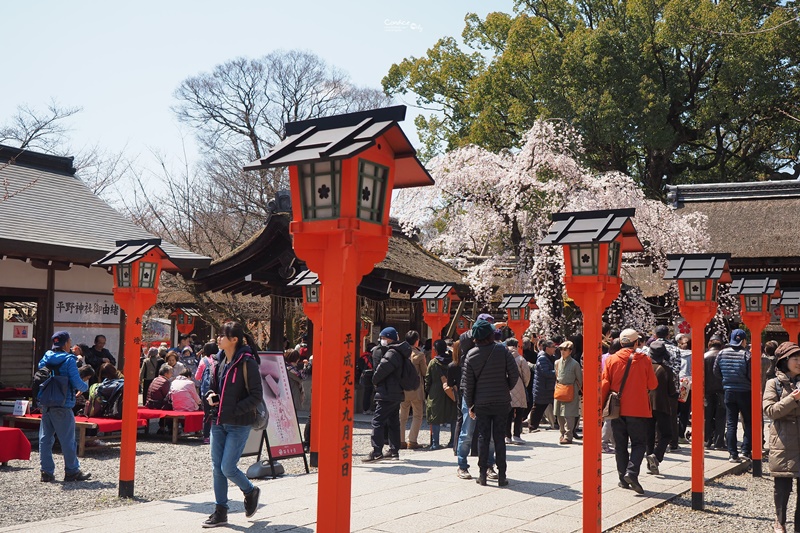 【京都賞櫻】賞櫻景點推薦:平野神社,賞櫻勝地,夜櫻很有名!