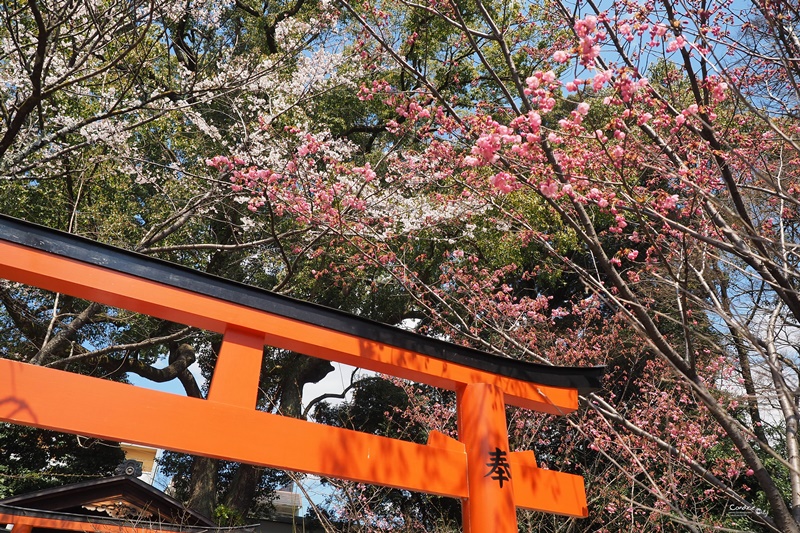 【京都賞櫻】賞櫻景點推薦:平野神社,賞櫻勝地,夜櫻很有名!