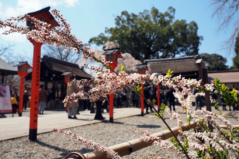 【京都賞櫻】賞櫻景點推薦:平野神社,賞櫻勝地,夜櫻很有名!