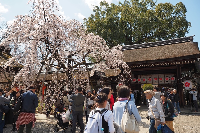 【京都賞櫻】賞櫻景點推薦:平野神社,賞櫻勝地,夜櫻很有名!