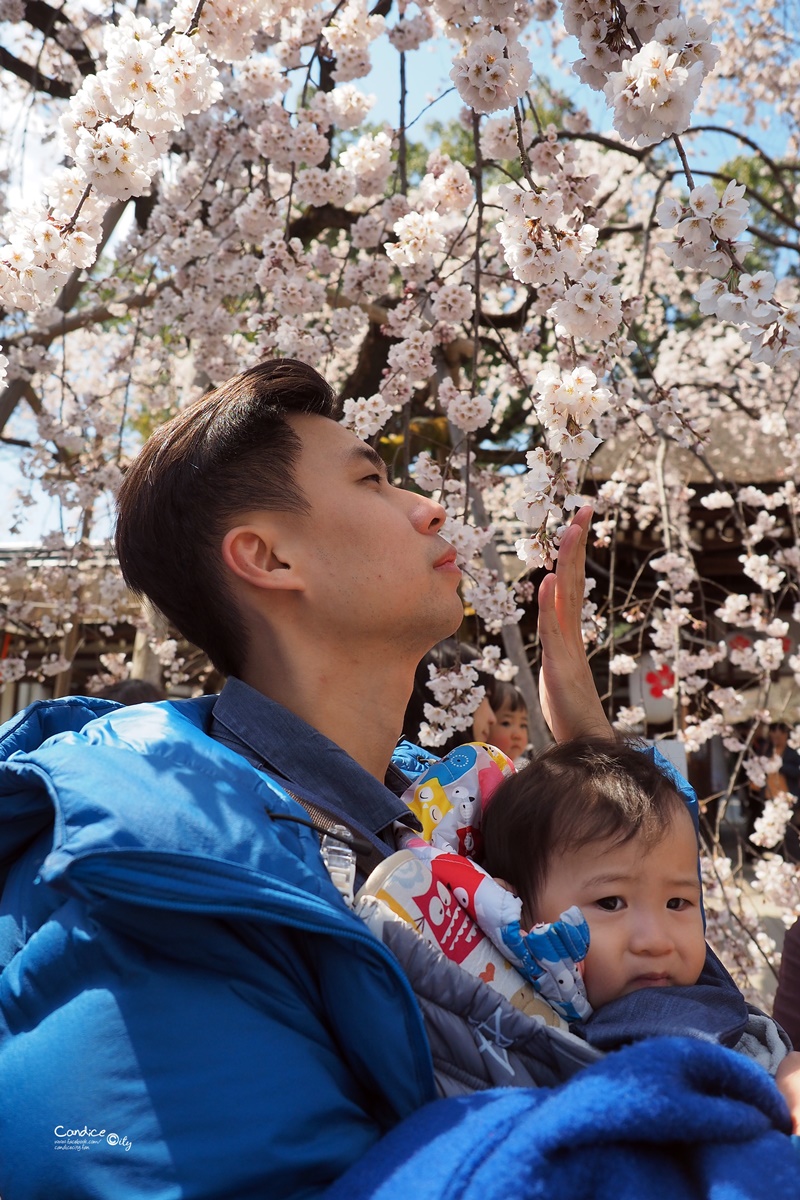 【京都賞櫻】賞櫻景點推薦:平野神社,賞櫻勝地,夜櫻很有名!