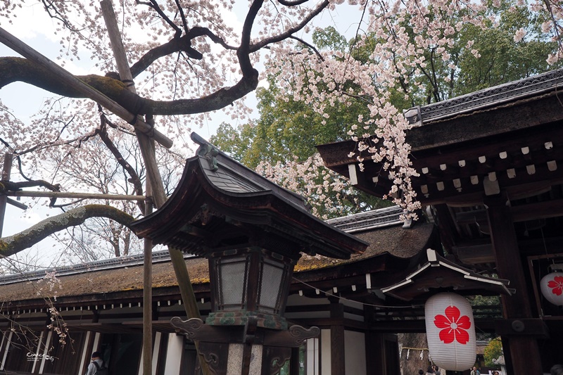 【京都賞櫻】賞櫻景點推薦:平野神社,賞櫻勝地,夜櫻很有名!