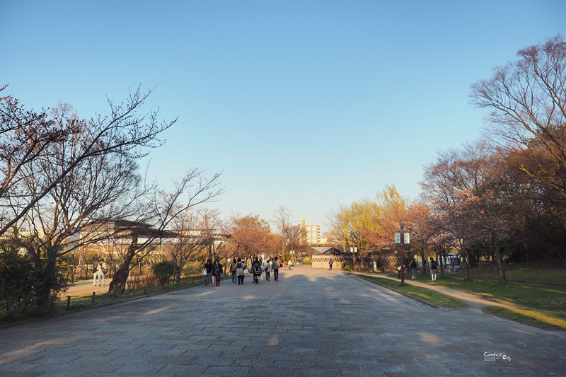 【京都賞櫻】賞櫻景點推薦:梅小路公園櫻花,京都人賞櫻野餐聖地!