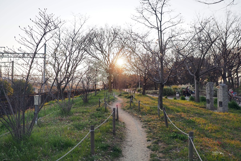 【京都賞櫻】賞櫻景點推薦:梅小路公園櫻花,京都人賞櫻野餐聖地!