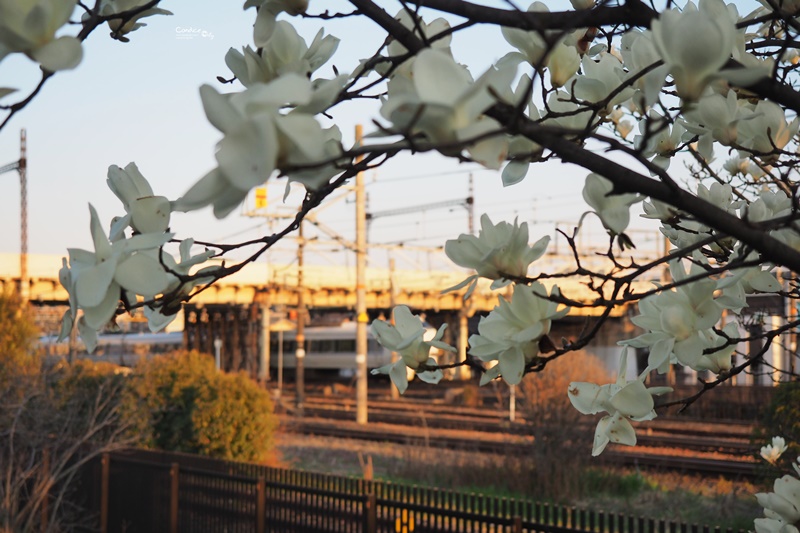 【京都賞櫻】賞櫻景點推薦:梅小路公園櫻花,京都人賞櫻野餐聖地!