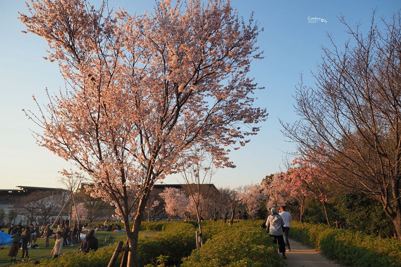 【京都賞櫻】賞櫻景點推薦:梅小路公園櫻花,京都人賞櫻野餐聖地!