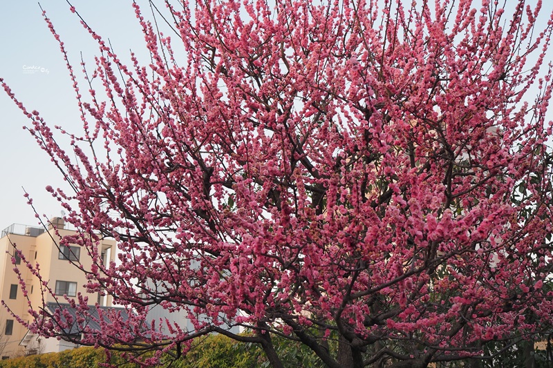 【京都賞櫻】賞櫻景點推薦:梅小路公園櫻花,京都人賞櫻野餐聖地!