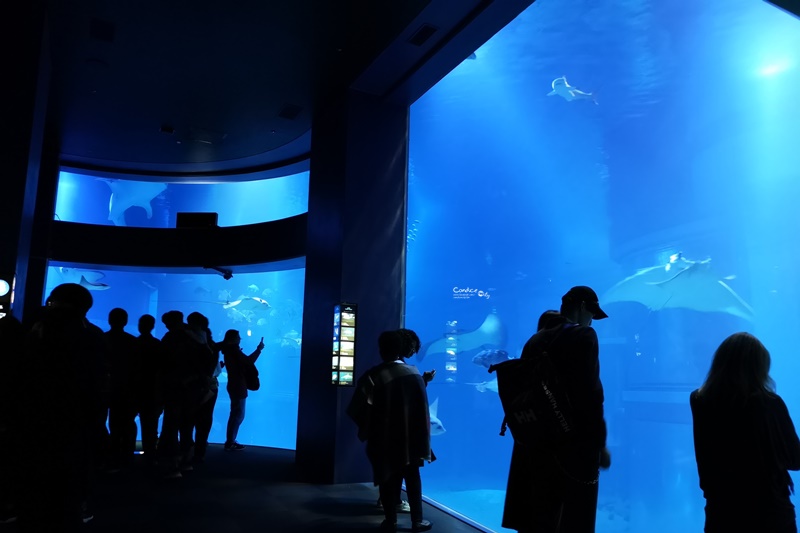 大阪海遊館｜超好玩的海遊館!看海獅海豹海豚超大鯨鯊療癒!親子行程必訪!