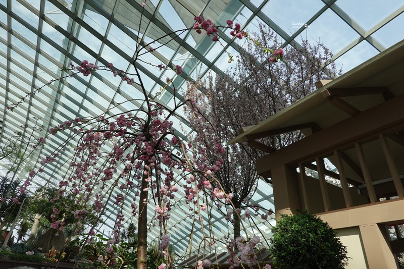 濱海灣花園｜花穹/雲霧林,門票先買便宜!花園中的城市溫室:新加坡必訪景點!