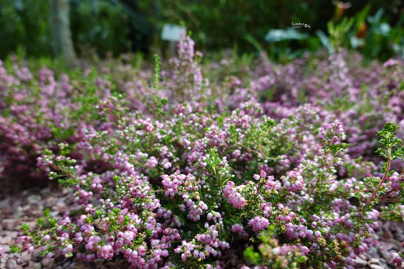 濱海灣花園｜花穹/雲霧林,門票先買便宜!花園中的城市溫室:新加坡必訪景點!