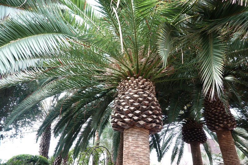 濱海灣花園｜花穹/雲霧林,門票先買便宜!花園中的城市溫室:新加坡必訪景點!