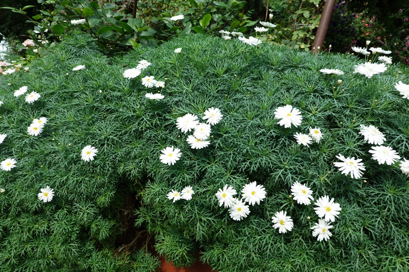 濱海灣花園｜花穹/雲霧林,門票先買便宜!花園中的城市溫室:新加坡必訪景點!