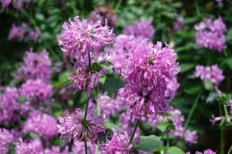 濱海灣花園｜花穹/雲霧林,門票先買便宜!花園中的城市溫室:新加坡必訪景點!