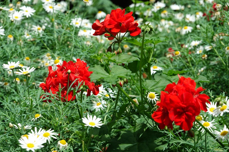 濱海灣花園｜花穹/雲霧林,門票先買便宜!花園中的城市溫室:新加坡必訪景點!