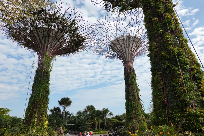 Supertree,擎天樹/超級樹/空中走廊/超級樹燈光秀｜一次遊玩必看全攻略!