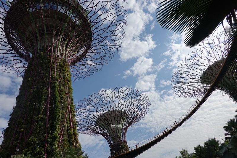 Supertree,擎天樹/超級樹/空中走廊/超級樹燈光秀｜一次遊玩必看全攻略!