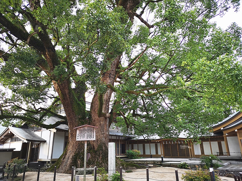 太宰府天滿宮｜表參道商店街吃美食,星巴克超美,還有必吃梅枝餅!停車位置分享