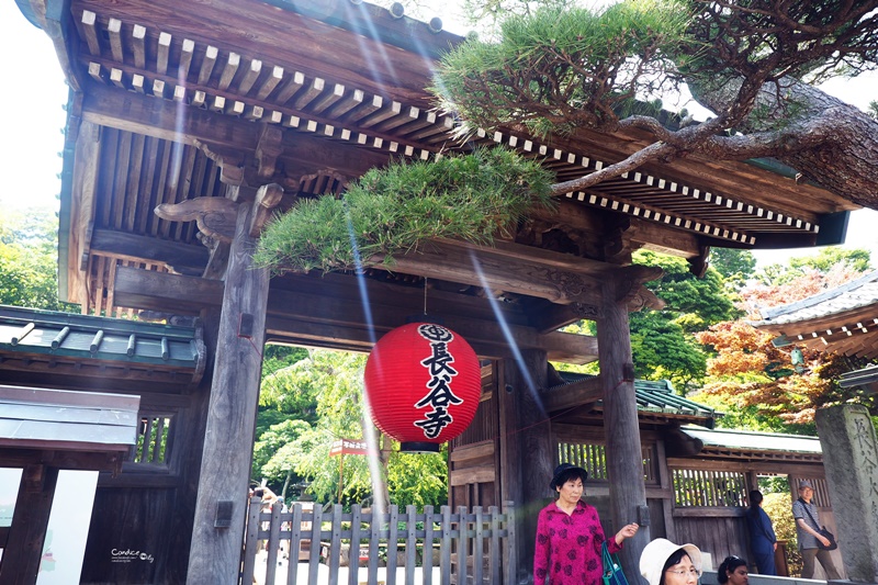 【鎌倉景點】鎌倉長谷寺,繡球花小徑極美!交通攻略,要先抽整理券!