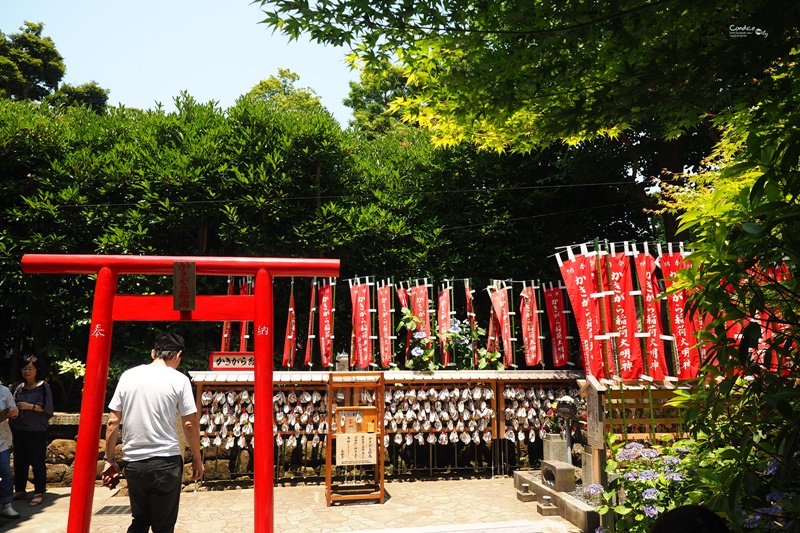 【鎌倉景點】鎌倉長谷寺,繡球花小徑極美!交通攻略,要先抽整理券!