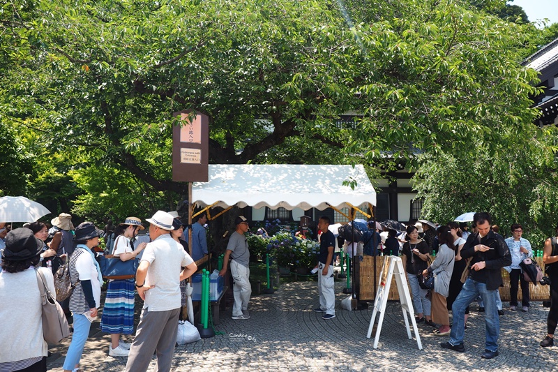 【鎌倉景點】鎌倉長谷寺,繡球花小徑極美!交通攻略,要先抽整理券!