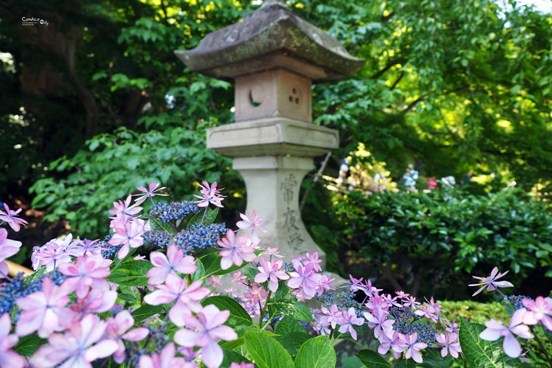 【鎌倉景點】鎌倉長谷寺,繡球花小徑極美!交通攻略,要先抽整理券!