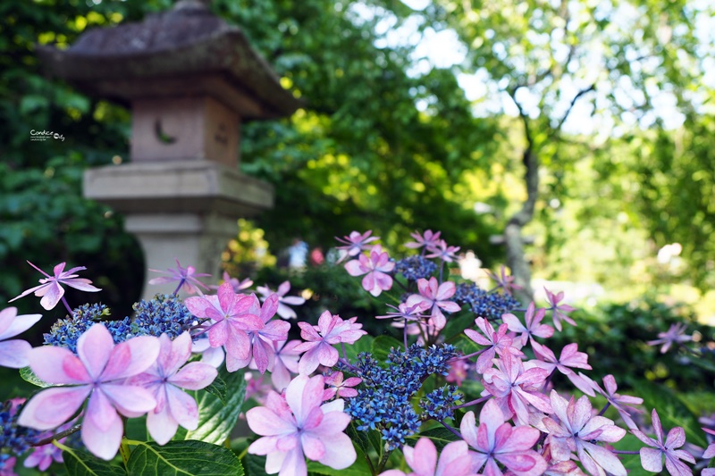 【鎌倉景點】鎌倉長谷寺,繡球花小徑極美!交通攻略,要先抽整理券!