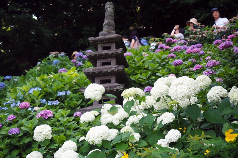 【鎌倉景點】鎌倉長谷寺,繡球花小徑極美!交通攻略,要先抽整理券!