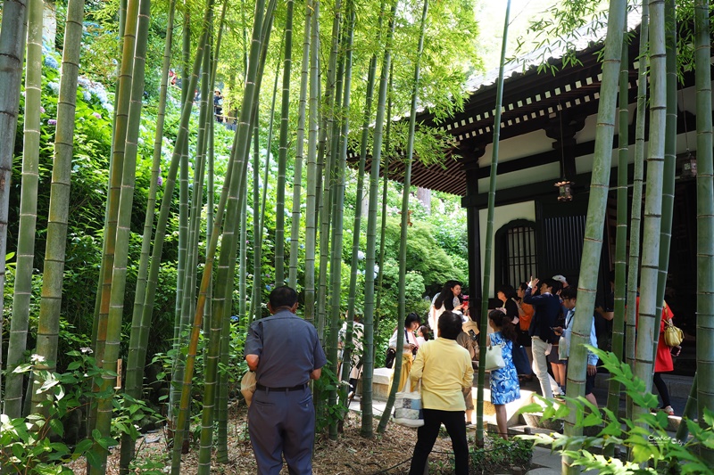 【鎌倉景點】鎌倉長谷寺,繡球花小徑極美!交通攻略,要先抽整理券!