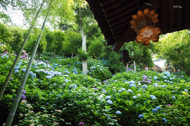 【鎌倉景點】鎌倉長谷寺,繡球花小徑極美!交通攻略,要先抽整理券!