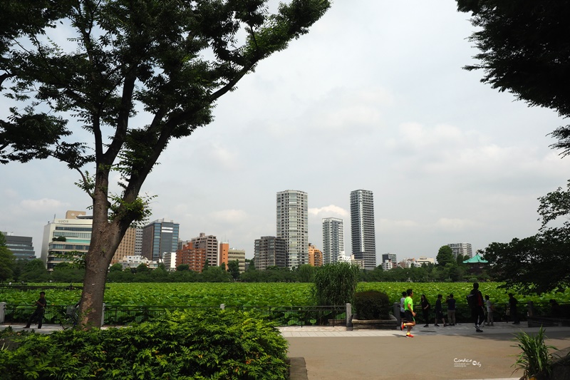 【東京景點】不忍池荷花池,上野恩賜公園,上野景點必訪!