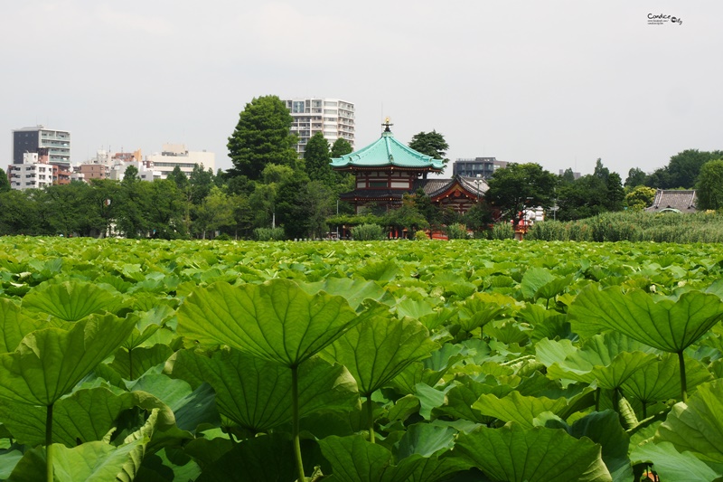 【東京景點】不忍池荷花池,上野恩賜公園,上野景點必訪!