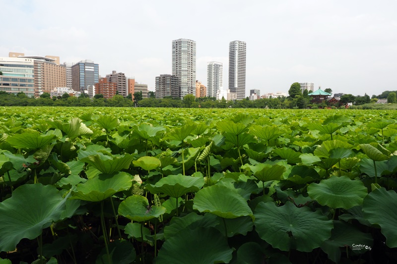 【東京景點】不忍池荷花池,上野恩賜公園,上野景點必訪!