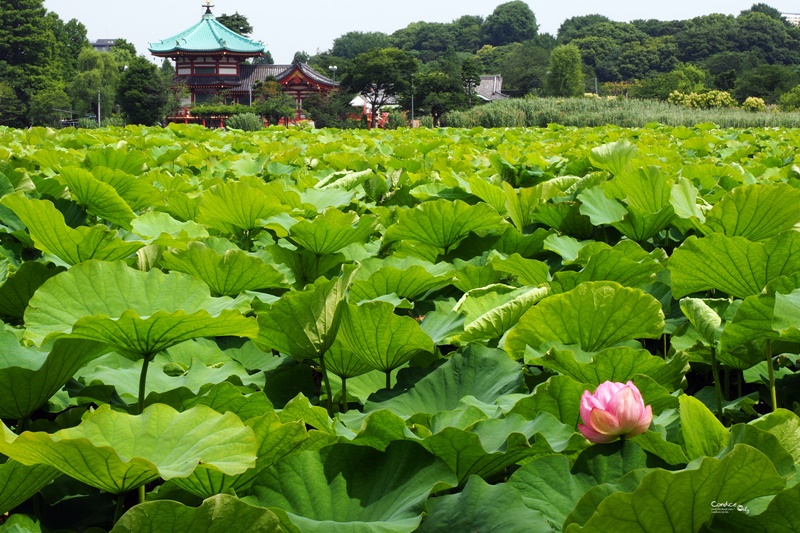 【東京景點】不忍池荷花池,上野恩賜公園,上野景點必訪!