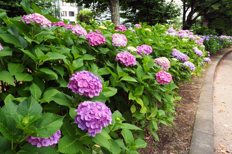 【東京景點】不忍池荷花池,上野恩賜公園,上野景點必訪!