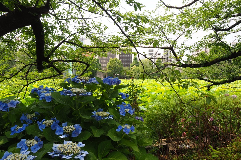 【東京景點】不忍池荷花池,上野恩賜公園,上野景點必訪!