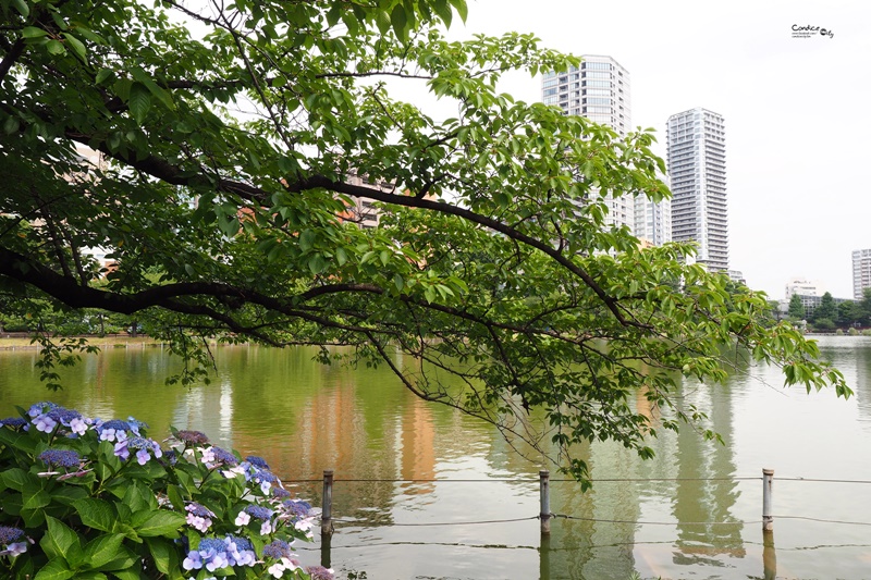 【東京景點】不忍池荷花池,上野恩賜公園,上野景點必訪!