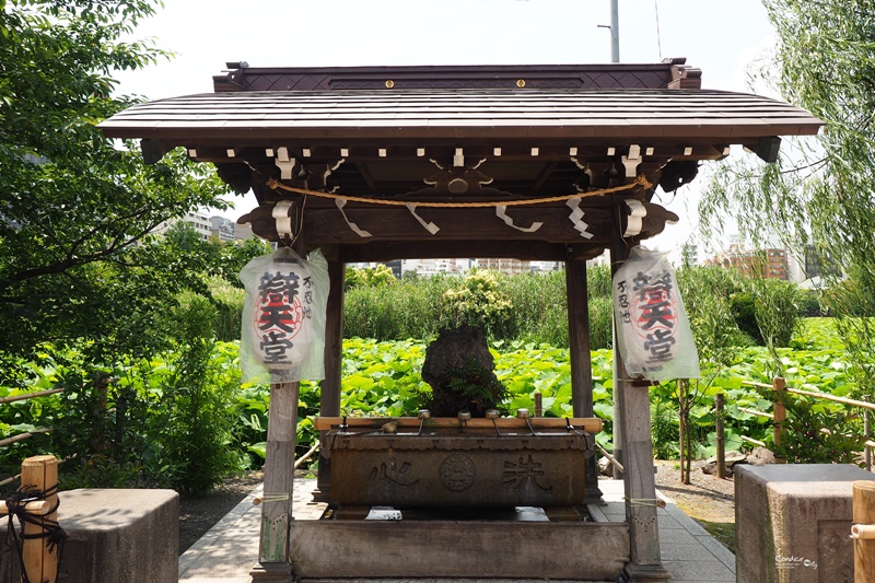 【東京景點】不忍池荷花池,上野恩賜公園,上野景點必訪!